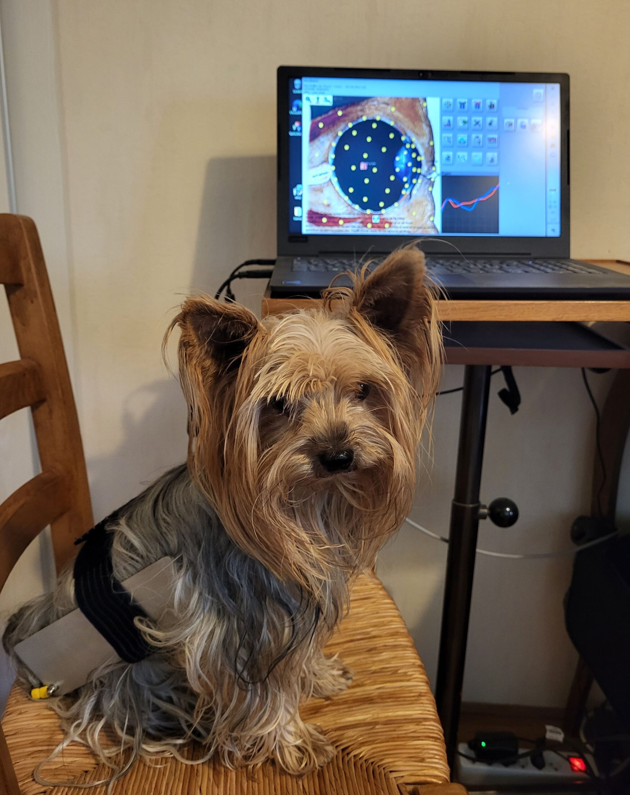 Tawan reçoit une séance de biorésonance avec le Biospect