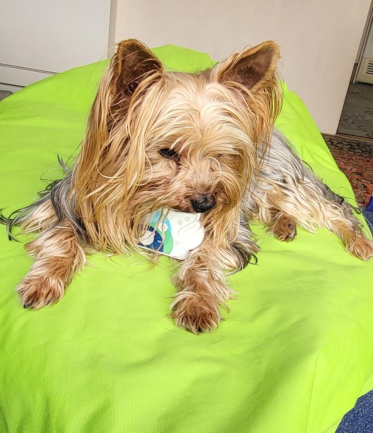 Tawan reçoit une séance de biorésonance avec le Healy