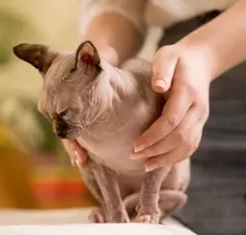 ce chat reçoit un soin qui fait partie du rééquilibrage énergétique