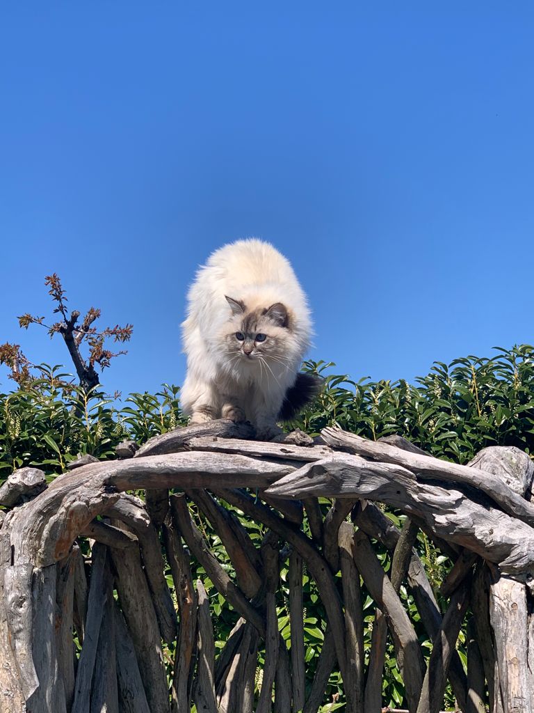 Chat en pleine forme grâce a une bonne nourriture