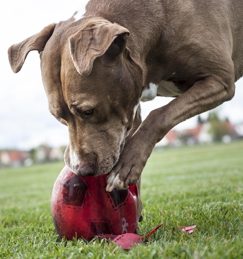 ce chien est en train de détruire une balle car son anxiété général génère du stress qui se manifeste par de la destruction