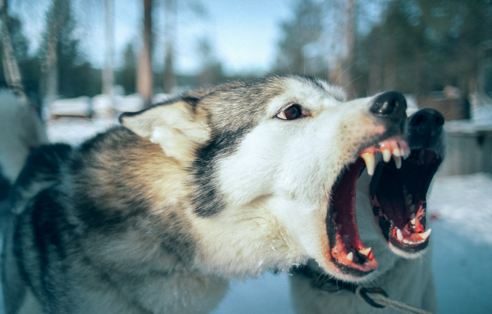 deux chiens montrant leurs agressivité