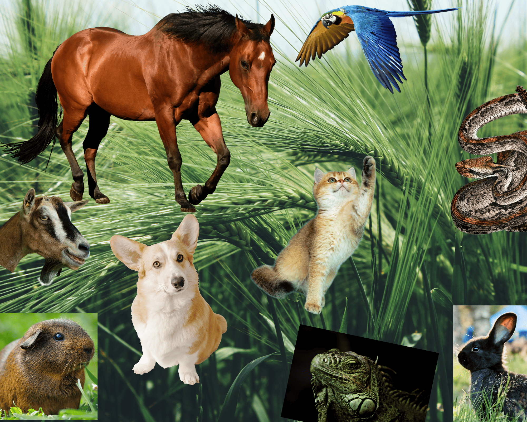 thérapies pour animaux propose une approche complète dans la santé et le bien-être de tout les animaux de compagnie