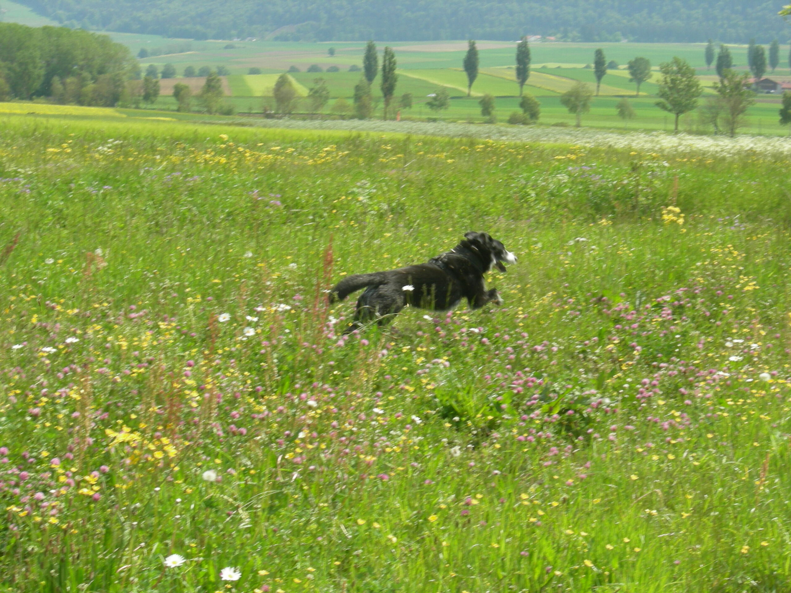 chien dans un champ en train de fuire